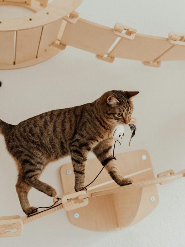 pexels-arina-krasnikova-7725989 pexels-arina-krasnikova-7725989